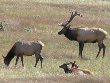 Elk